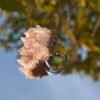 Pink crystal ring. It appears pale pink to the naked eye
